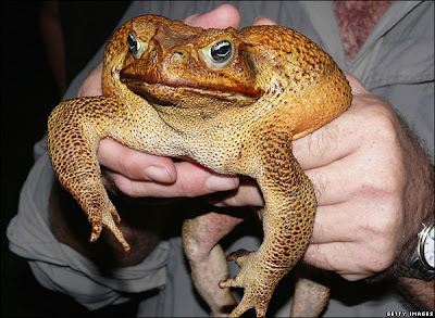 Monster Toad Monster Toad