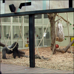 Gorilla kingdom Gorilla kingdom
