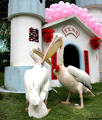 Pelicans Pelicans