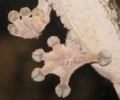 Feet of gecko lizards Feet of gecko lizards