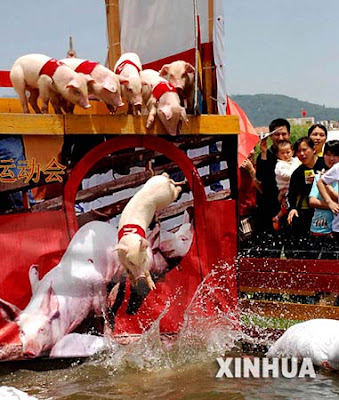 Piglets diving Piglets diving