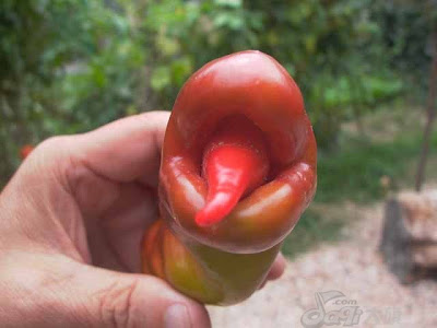 Green Pepper Green Pepper