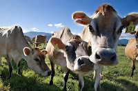 Cows Cows