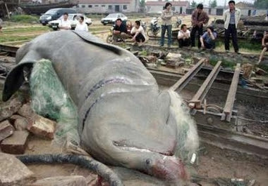 Shark Shark