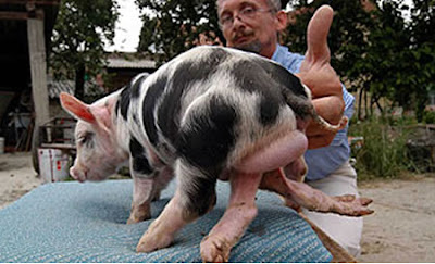 Pig Pig