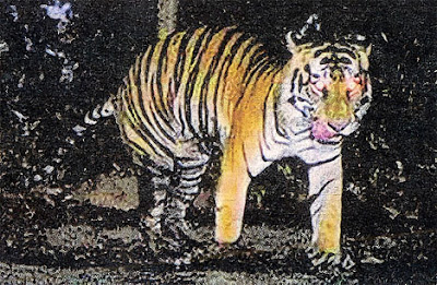 Three-legged tiger Three-legged tiger