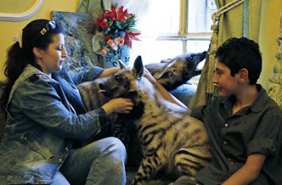 Pet hyenas Pet hyenas