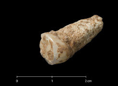 Tooth from a distant human ancestor Tooth from a distant human ancestor