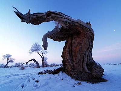 snow in a desert snow in a desert