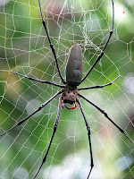 Spider Spider