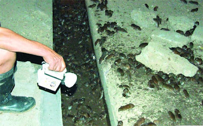 Rodents invasion in China Mice
