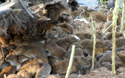 Rodents invasion in China Mice