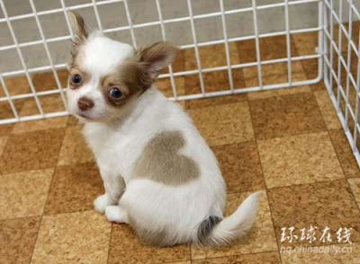 Chihuahua has heart-shaped pattern on coat Chihuahua has heart-shaped pattern on coat
