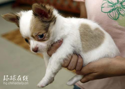 Chihuahua has heart-shaped pattern on coat Chihuahua has heart-shaped pattern on coat