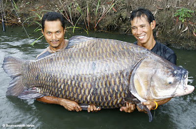Largest Carp Largest Carp