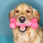 Dog for rent A dog for rent