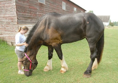 Tallest Horse Tallest Horse