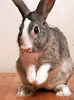 Rabbit Rabbit
