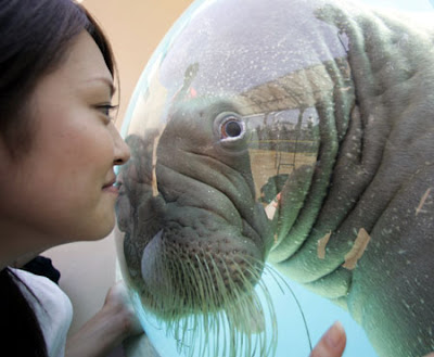 Walrus Walrus