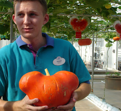 Mickey-head-shaped pumpkin Mickey-head-shaped pumpkin