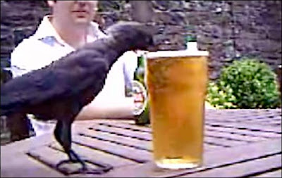 A crow hooked on lager A crow hooked on lager