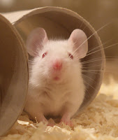 Mouse Mouse