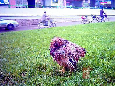 A headless chicken A headless chicken