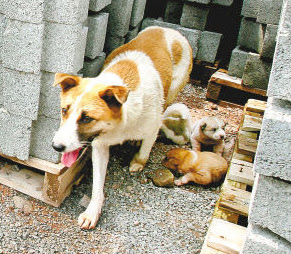 A hardworking dog Huahua, a hardworking dog