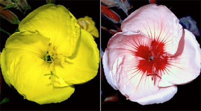 Flowers Flowers