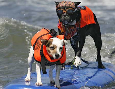 Dogs at a dog-surfing competition Dogs at a dog-surfing competition