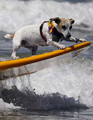 Dogs at a dog-surfing competition Dogs at a dog-surfing competition
