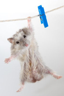 Cute Hamster Cutest hamster shot