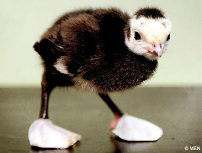 Trevor the turkey chick Trevor the turkey chick