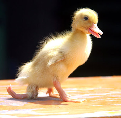 Tiny duckling Tiny duckling