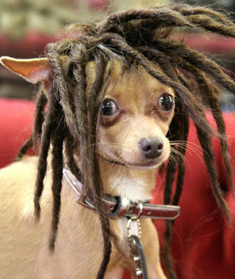 Designer wigs for dogs Designer wigs for dogs