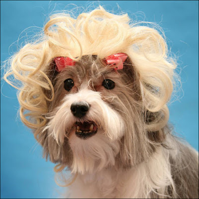Designer wigs for dogs Designer wigs for dogs
