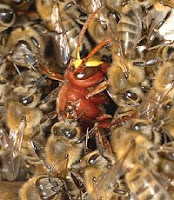 Bees Bees