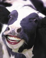 A happy cow A happy cow