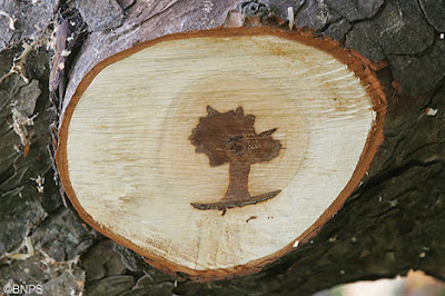 The mark of a diseased tree The mark of a diseased tree