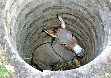 Donkey trapped in a well Donkey trapped in a well