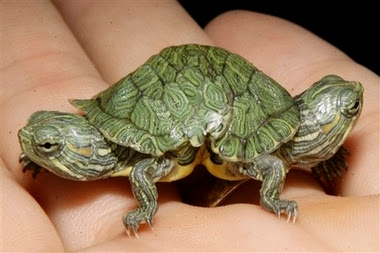 Two-Headed Turtle Two-Headed Turtle