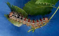 Silkworm Silkworm