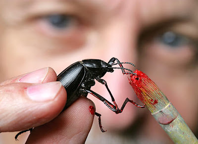 Bug Art Bug Art