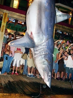 Shark Shark