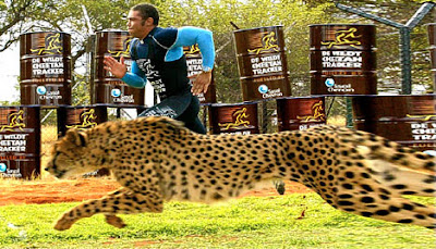 Man races world's fastest cat Man races world's fastest cat