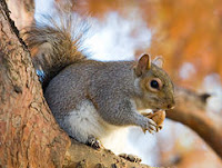 Squirrel Squirrel