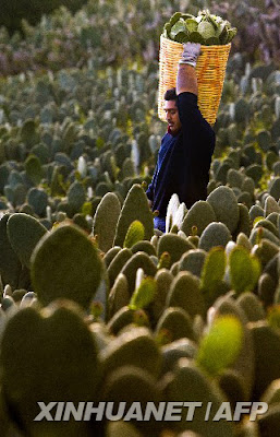 Edibe Cactus Edibe Cactus
