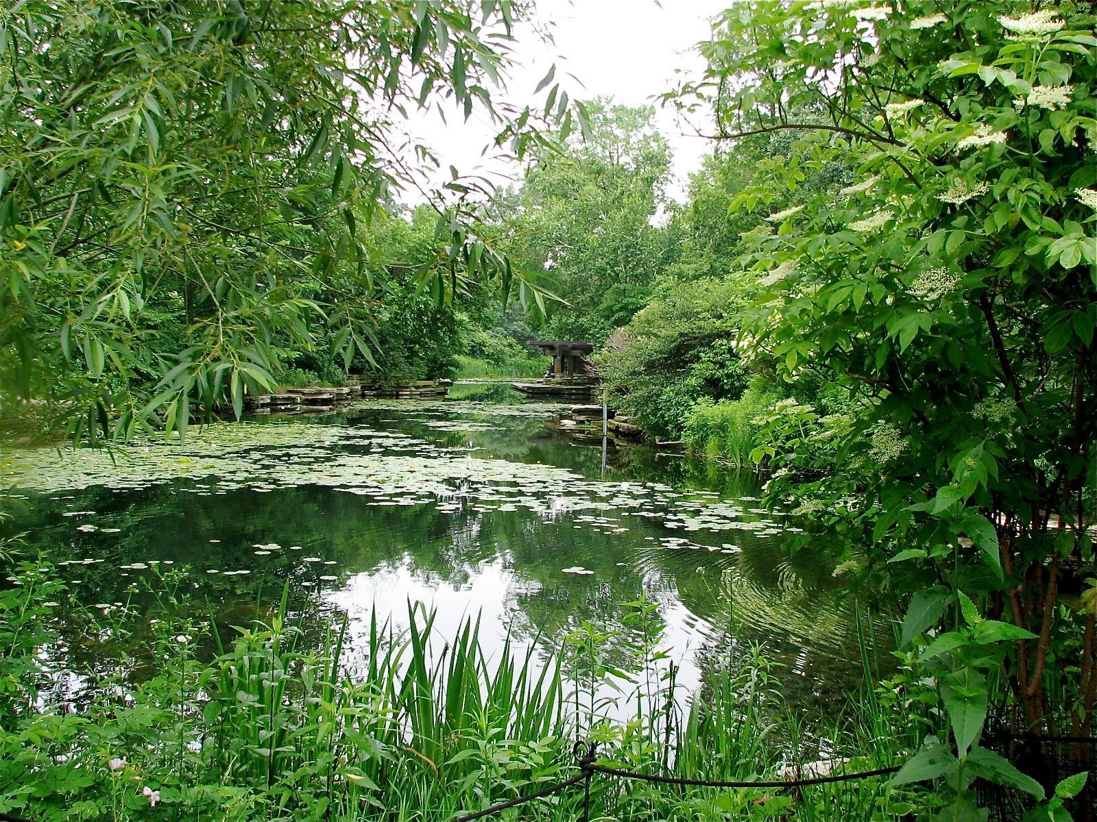 The Lily Pool Connecting the Windy City