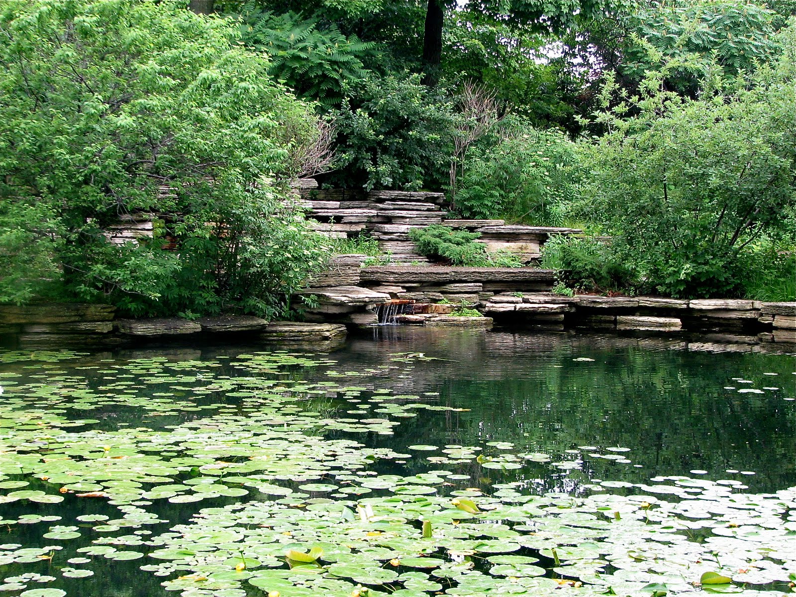 The Lily Pool Connecting the Windy City