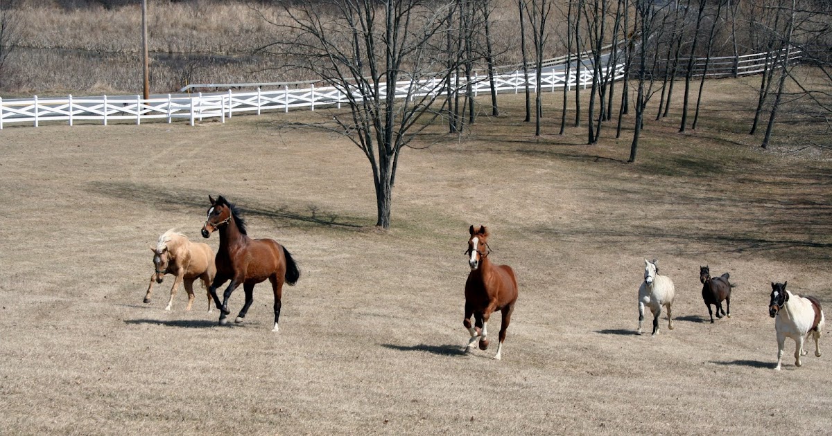 Grey Horse Matters Lyme Disease and Horses